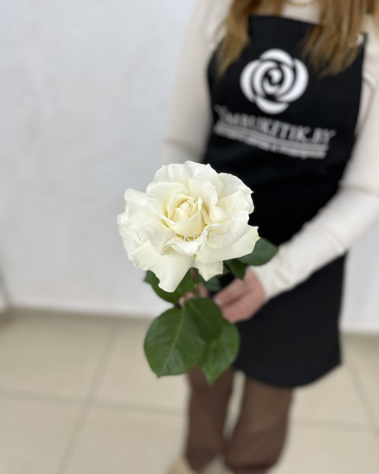 Французская белая роза