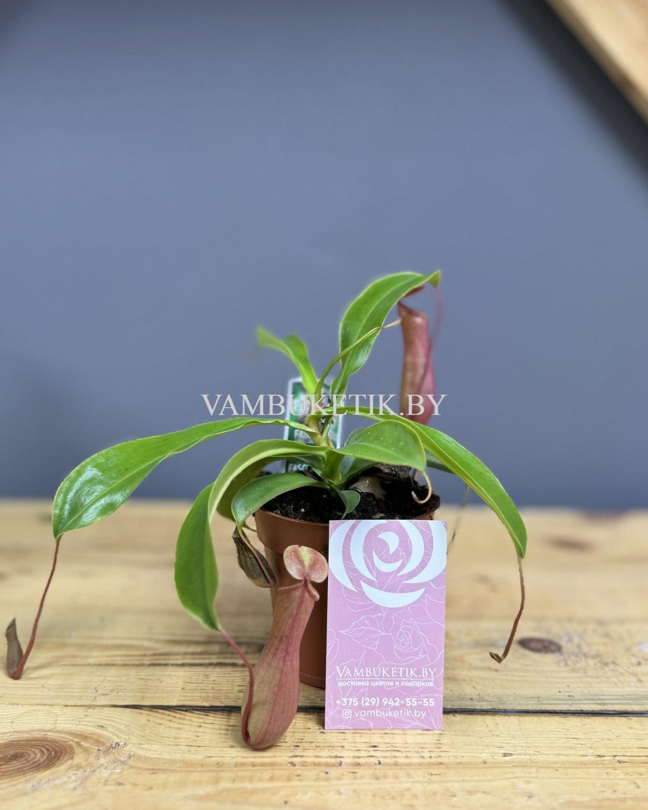 Непентес